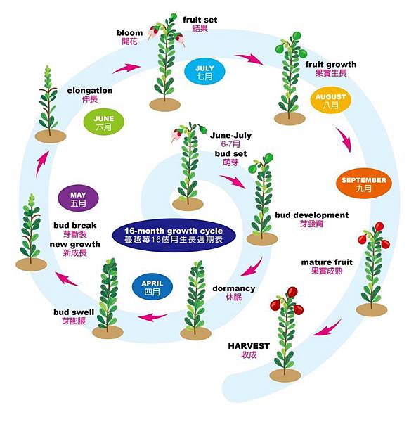 process of growth-蔓越莓生長過程