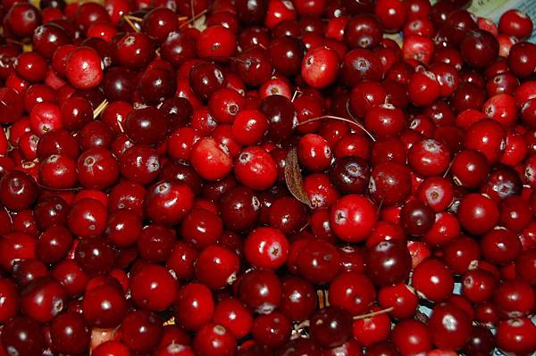 cranberry-蔓越莓