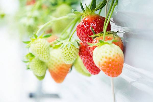 Strawberry