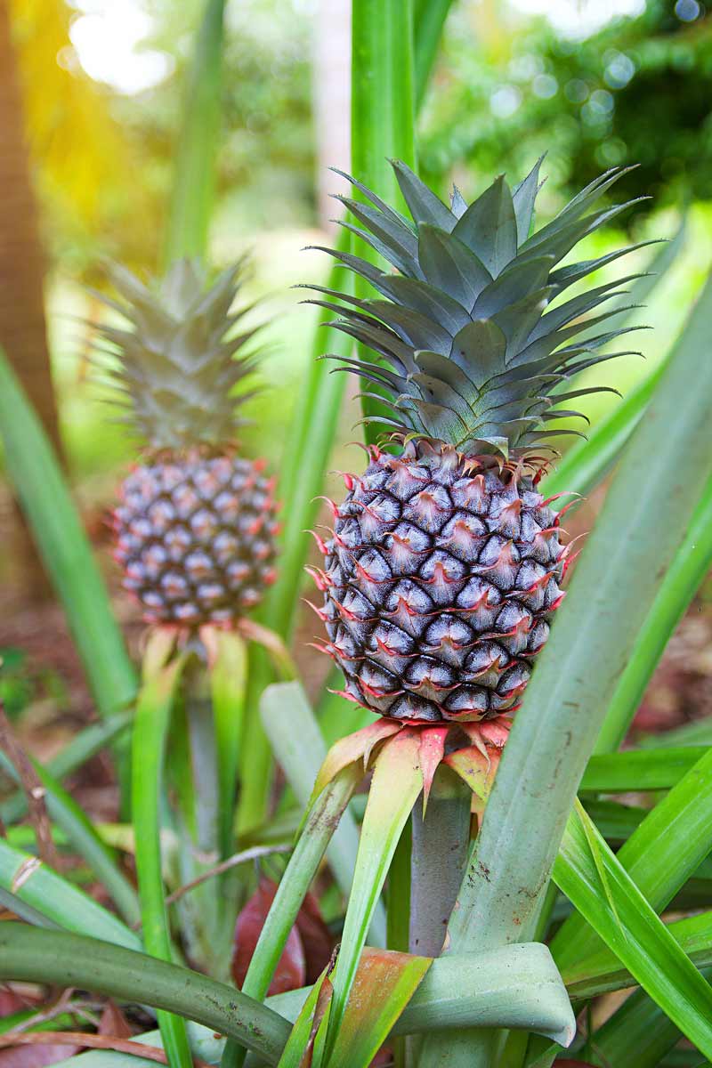 中秋送禮送鳳梨要注意 中秋送禮送鳳梨要注意